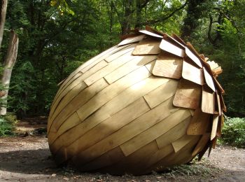 Randonnée Marche Canteleu - 20240926-la foret monumentale  - Photo