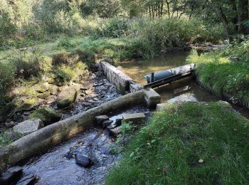 Randonnée A pied Altenthann - O 14 Adlmannstein - Unterlichtenwald (Grünes Rechteck) - Photo