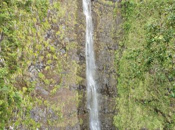 Tocht Stappen La Plaine-des-Palmistes - Cascade Biberon - Photo