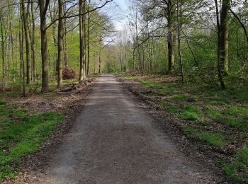 Randonnée Marche Mons - ballade bois du Rapois - Photo