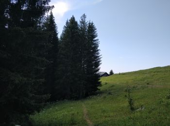 Randonnée Marche Arâches-la-Frasse - Les Tronchets - Photo