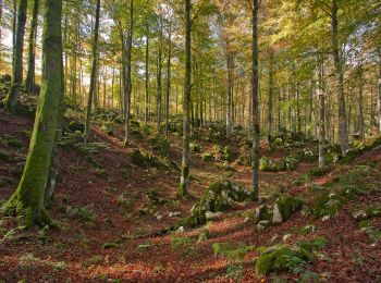 Trail On foot Caneva - IT-982 - Photo