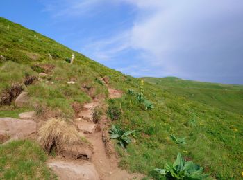 Randonnée Marche Albepierre-Bredons - Cantal - Col de Prat de Bouc Le Plomb du Cantal - 8.2km 450m 2h45 - 2019 07 06 - Photo