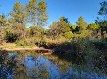 Trail Walking Le Muy - Le ruisseau des Flacs - Photo