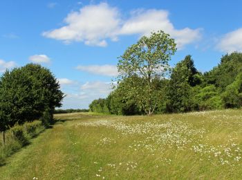 Trail On foot  - Risborough Green Route - Photo