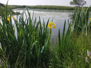 Tour Wandern Villeneuve-en-Retz - 2023-05-14 circuit des migrateurs - Bourgneuf en Retz - Villeneuve en Retz  - Photo