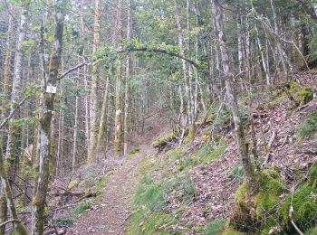 Randonnée Marche Wegscheid - Sattelboden Stahlberg - Photo