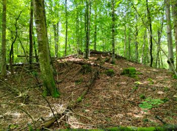 Randonnée Marche Perrogney-les-Fontaines - sur les hauts: Sommets de Haute Marne - Photo