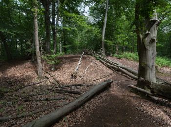 Randonnée A pied Hünxe - Gartrop Rundweg A6 - Photo