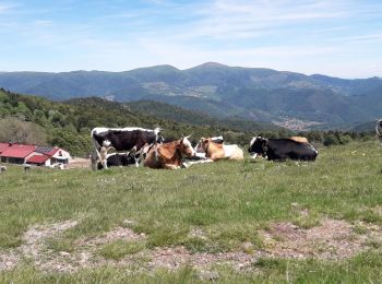 Randonnée Marche Wegscheid - le Blacker, la forêt des volcans depuis wegscheid - Photo