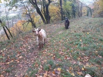 Tour Wandern Vaire - arcier sources - Photo