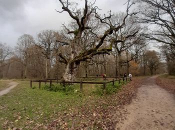 Percorso Marcia Montgeron - forêt Sénart 12km - Photo