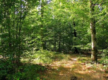 Randonnée Marche Dampleux - en forêt de Retz_80_sur la Route Tortue et la Route Droite - Photo