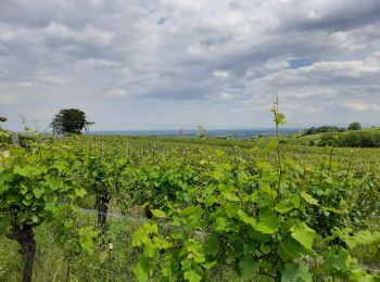 Tocht Stappen Riquewihr - De Riquewihr à Hunawihr  - Photo