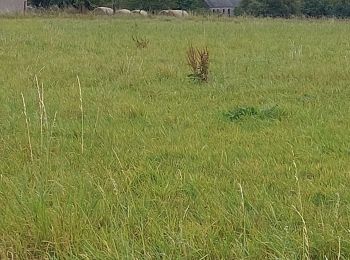 Trail Walking Mettet - ORET - Photo