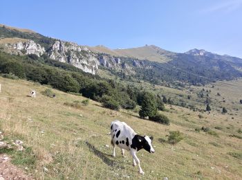 Randonnée A pied Ferrara di Monte Baldo - Malga Valfredda - Pozze di Pralongo - Photo