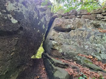 Percorso A piedi Waldbillig - W3 Hiking Tour - Photo