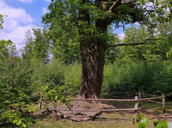 Excursión A pie Menden - [A7] im Stadtwald Neheim - Photo