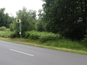 Tocht Te voet Gutsbezirk Reinhardswald - Udenhäuser Stock, Rundweg 2 - Photo