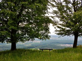 Excursión A pie Dettingen an der Erms - blaues Dreieck Metzingen - Kohlberg - Flugplatz Hülben - HW1 - Photo