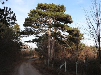 Trail On foot Gemeinde Enzesfeld-Lindabrunn - Sportschule Lindabrunn - Piesting - Photo