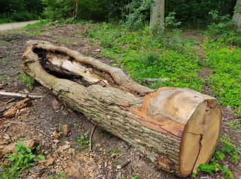 Percorso Marcia Viroflay - Le plateau  de Saclay, de Viroflay à Igny - Photo