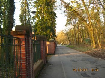 Tocht Te voet Viernheim - Rundwanderweg Viernheim Lampertheimer Straße 1: Grenzweg - Photo