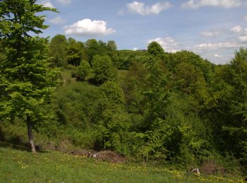 Tocht Te voet Schlüchtern - Elm - Rundwanderweg ELM1 - Photo