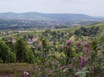 Tocht Te voet Weinstadt - Gundelsbach - Kreuzeiche - Hanweiler - Photo