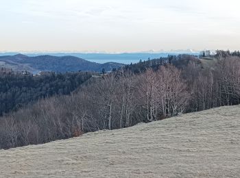 Trail Nordic walking Lepuix - Autour du Ballon d'Alsace - Photo