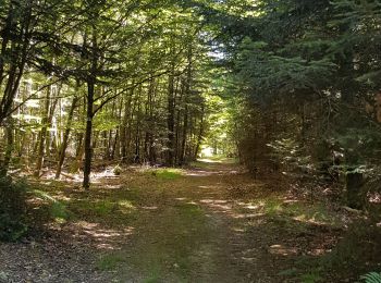 Tocht Mountainbike Saint-Clément - sortie vtt du 12072020 forêt de Gramont  - Photo