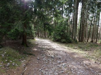 Percorso A piedi Schmitten - Sandplacken: Hirschkäfer - Photo