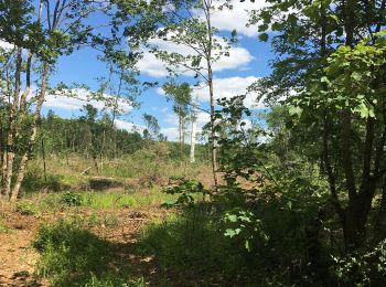 Tocht Stappen Prény - Forêt de Preny dévastée quelle dommage - Photo