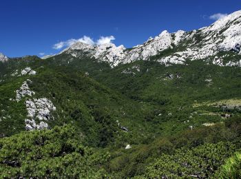 Percorso A piedi  - Golić - Stražbenica - Photo