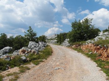 Percorso A piedi  - Velike Libinje - Dušice - Photo