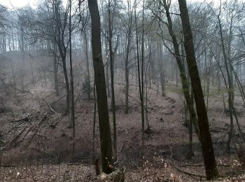 Tocht Te voet Dossenheim - Rundwanderweg Dossenheim 3 - Photo