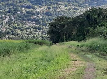 Tocht Stappen Le Lamentin - Gaigneron grand parcours  - Photo