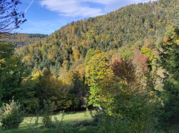 Tocht Stappen Willer-sur-Thur - Willer sur Th Ostein - Photo