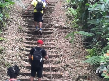 Excursión Senderismo Le Morne-Rouge - Trace des Jésuites  - Photo