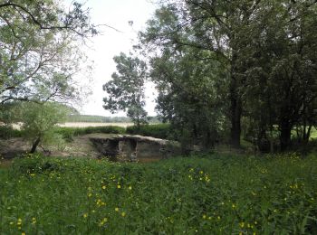 Randonnée A pied Bellevigne-les-Châteaux - À la confluence du Thouet et de la Dive - Photo