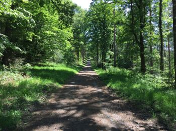 Trail Hybrid bike Verviers - Bois du Staneux 1 - Photo