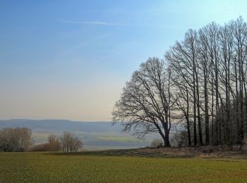 Percorso A piedi Untermerzbach - Lauftour UMB1 - Photo