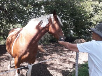 Tocht Stappen Fay-sur-Lignon - entre pins et f - Photo