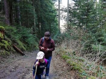 Tocht Stappen Autrans-Méaudre en Vercors - Le bois du Claret - Photo