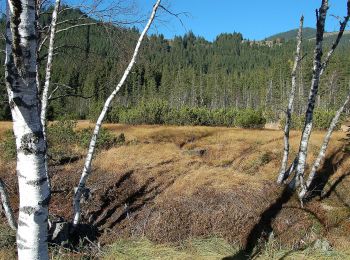 Tour Zu Fuß Mittersill - Natura Trail Wasenmoos - Photo