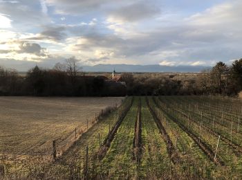 Percorso A piedi Gemeinde Katzelsdorf - Waldrunde (Katzelsdorf) - Photo