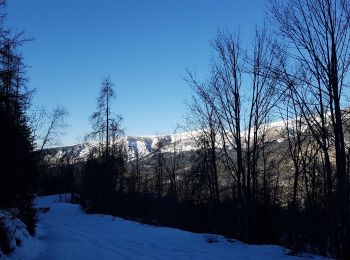 Excursión Raquetas de nieve Colmars - LAUPON 23.02.19 - Photo