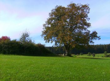 Tocht Te voet Pottenstein - Prüllsbirkig Rundweg Grüner Ring - Photo