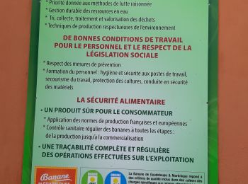 Trail Walking Le Lorrain - Rando Bananeraie La Rougerie - Photo