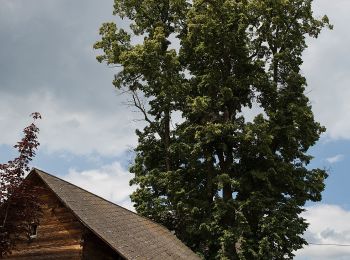 Percorso A piedi Pöllauberg - Wanderweg 11 - Photo